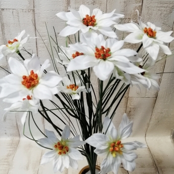Weihnachtsstern-Strauß 15 Blüten 6/8cm rot