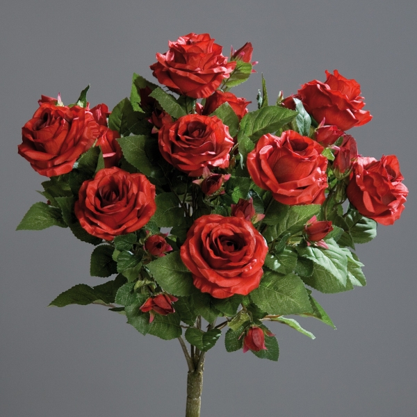 Rosenbusch rot