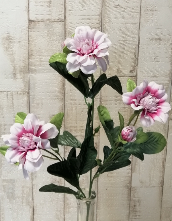 Zinnie rosa