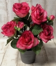 Rosen-Busch
